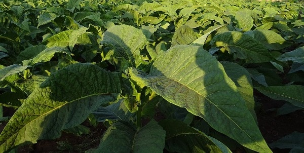 Organic Tobacco Cultivation