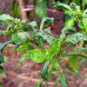 Prevention of Tamara Purugu in Chilli Crop