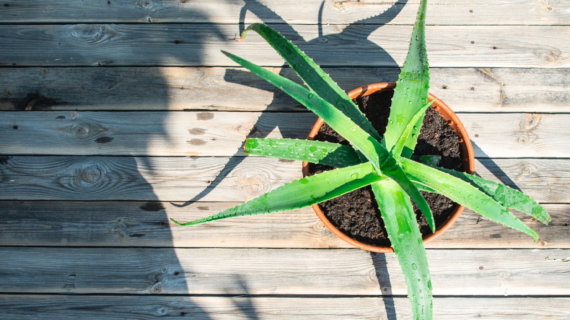 Aloe vera health benefits