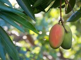 How to protect Mango Fruit with Covers