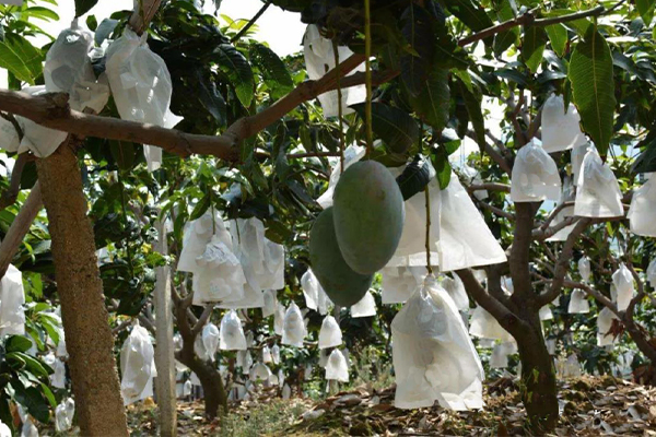 How to protect Mango Fruit with Covers