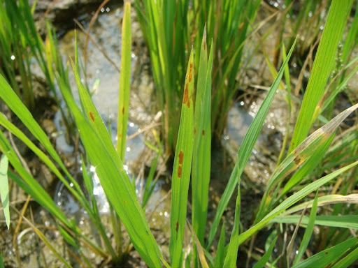 Zinc Deficiency of Crops