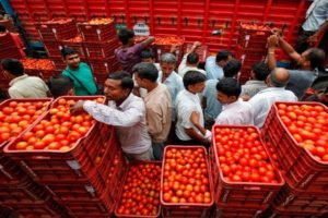 tomato price