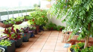 Grow Your Own Food on the Terrace Garden