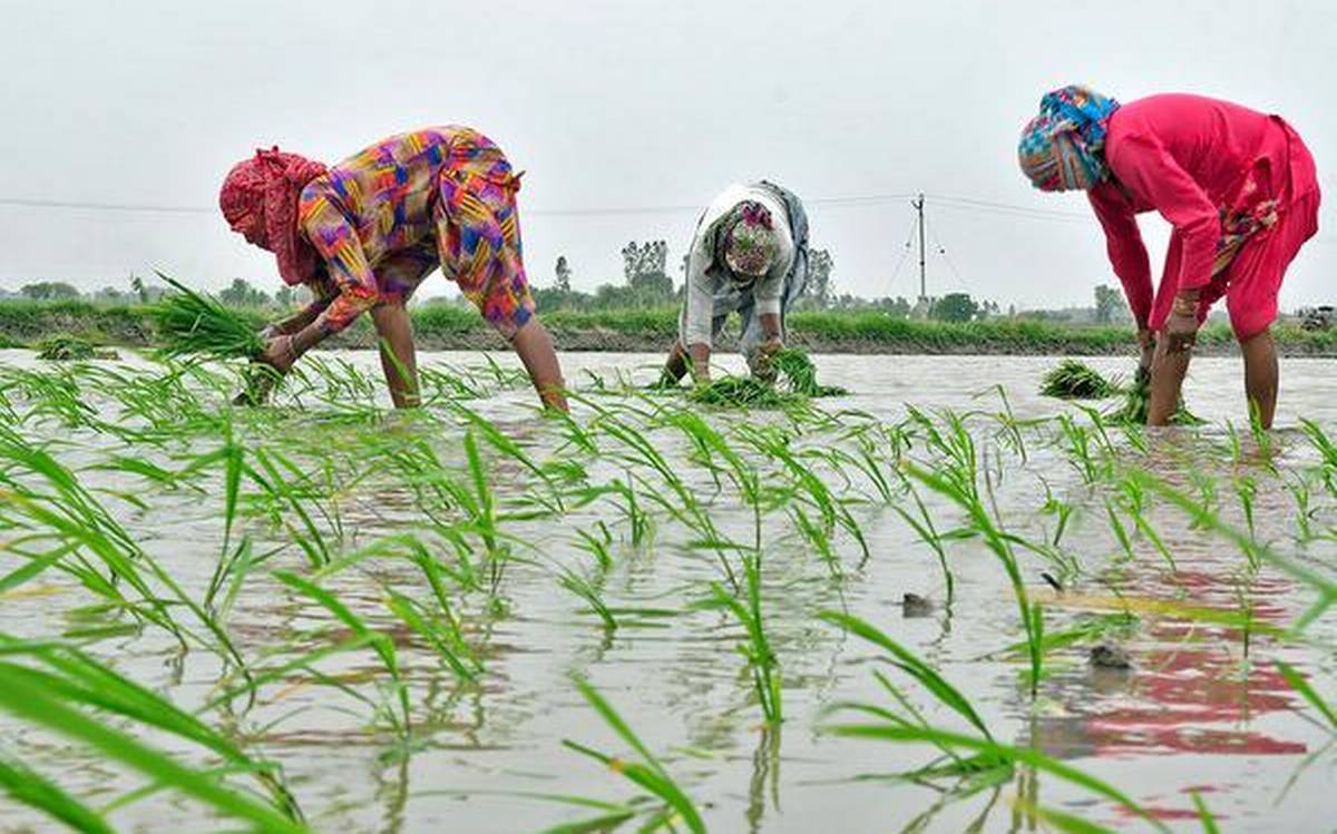 haryana farmers will gets special courts