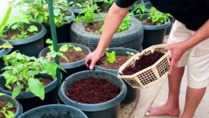 Organic Terrace Gardening