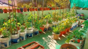 Organic Terrace Gardening