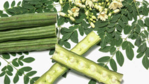 moringa 