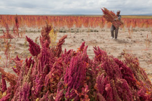 quinoa 