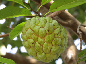 custard apple