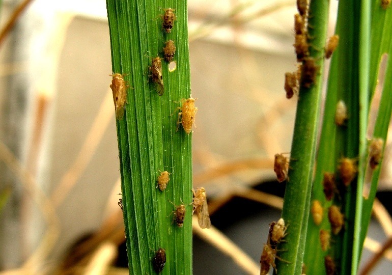 Prevention Actions of Brown Planthopper in Paddy Cultivation