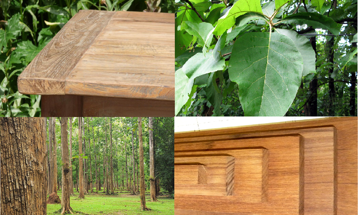 Story Of Teak Wood Farming