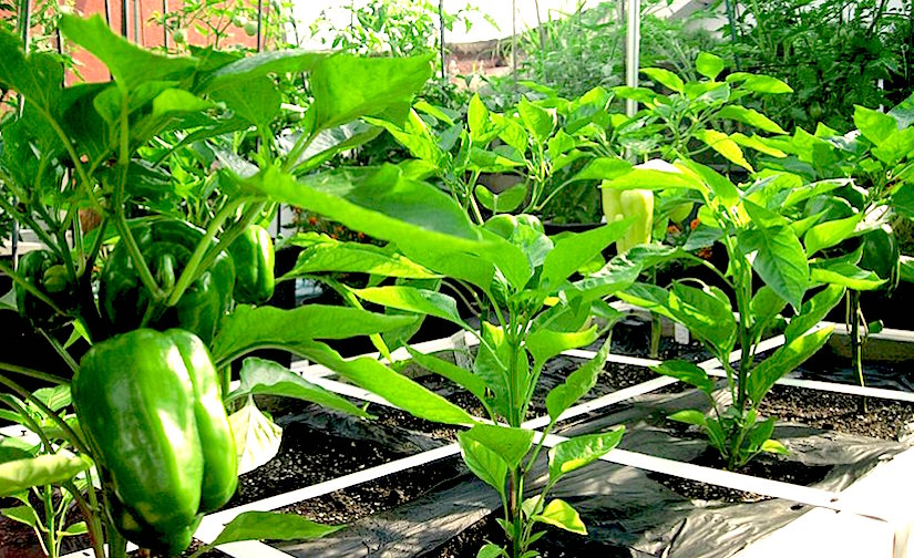 Organic Terrace Gardening Training