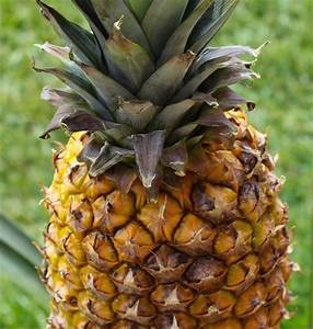 pineapple