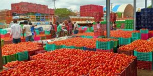 3 kg of tomatoes for 100 rupees