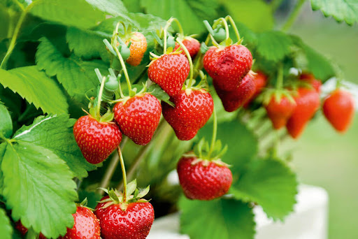 Strawberry cultivation for higher return