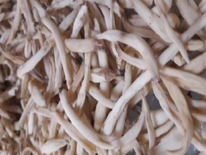 White Musli Farming