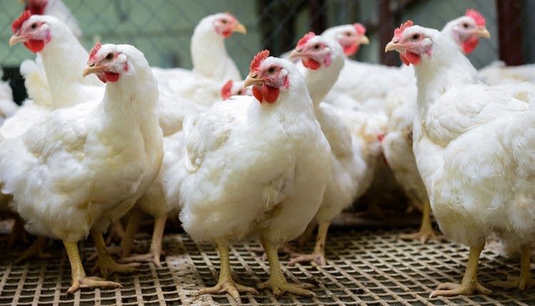 Antibiotic Use in Poultry Farming