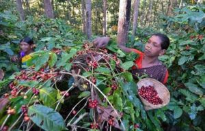 araku coffee