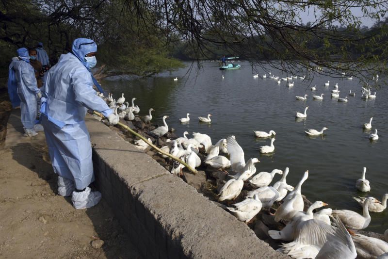 Bird Flu Cases in Kerala 2021