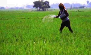 Bapatla Rice Research Center