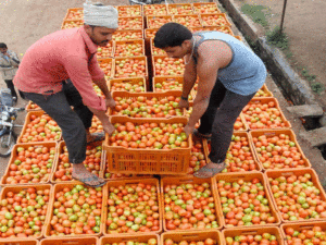 Tomato prices skyrocket