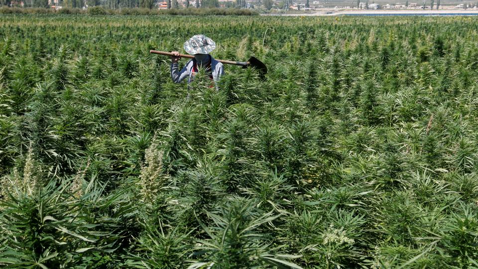 49 acres of cannabis plantation