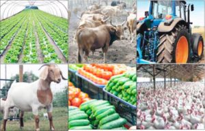 Profitable Agriculture Business Ideas