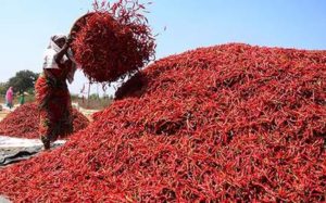 chilli mirchi farmers