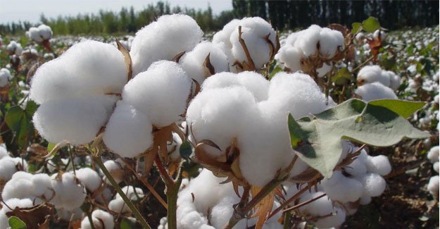 Cotton Crop Nutrition