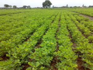 Cultivation of peanut crop