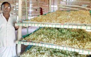 A farmer with silkworm eggs at his farm 