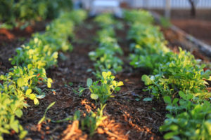 Fenugreek Planting