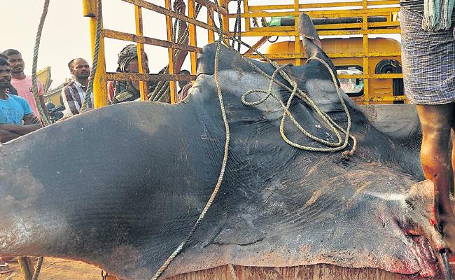 Kambala Teku Fish