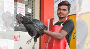 Kadaknath chicken