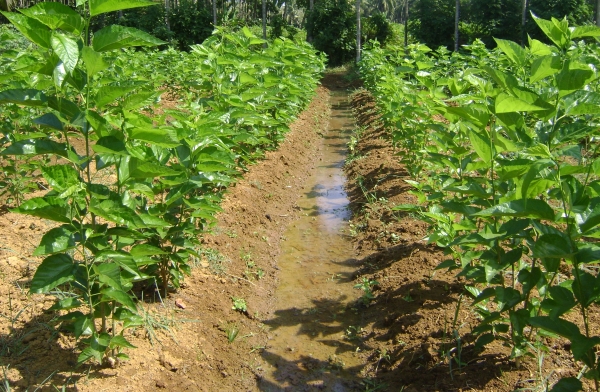 Mulberry Cultivation