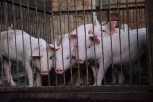 Pig Farming Benefits