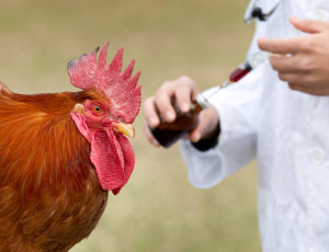 Antibiotic Use in Poultry Farming