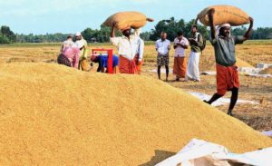 Andhra Pradesh paddy