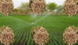 Sprinkler using Peanut Crop