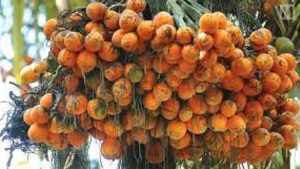 areca-nut-farming-farmers-getting-more-revenue