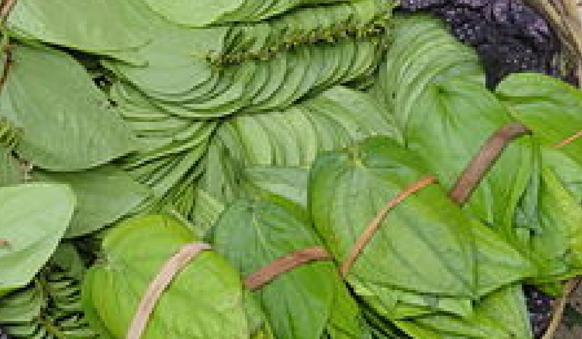 prevention-of-pests-and-diseases-in-betel-cultivation