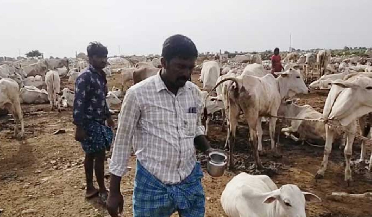 kurnool-man-gives-free-cow-milk-and-free-cows