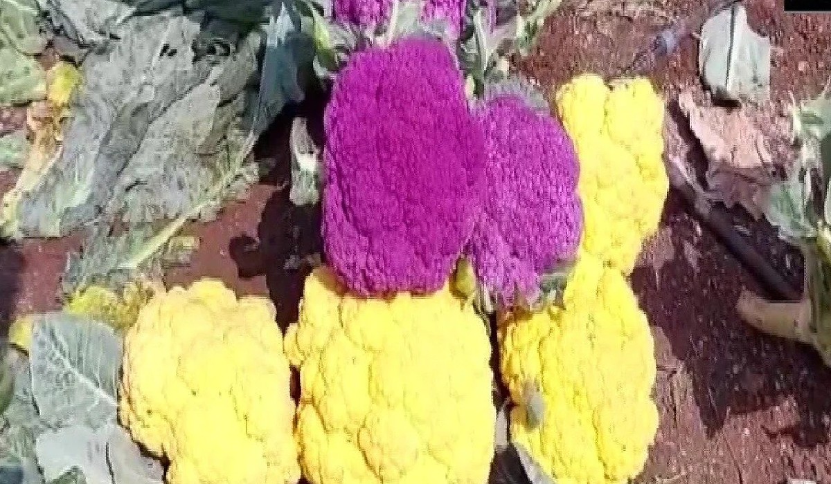 maharashtra-mahindra-nikam-from-malegaon-dabhadi-village-cultivated-hybrid-cauliflowers