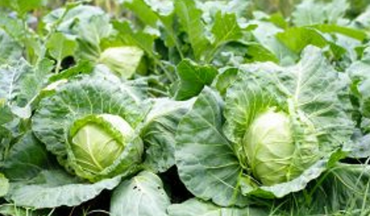 different methods in -cabbage-cultivation