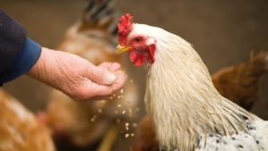 Antibiotic Use in Poultry Farming