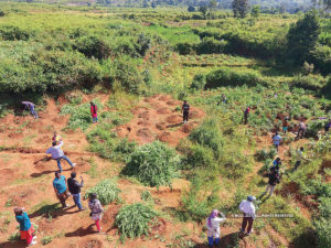 vizag cannabis