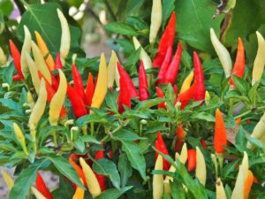 chilli cultivation 