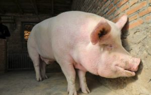 Pig Farming Benefits