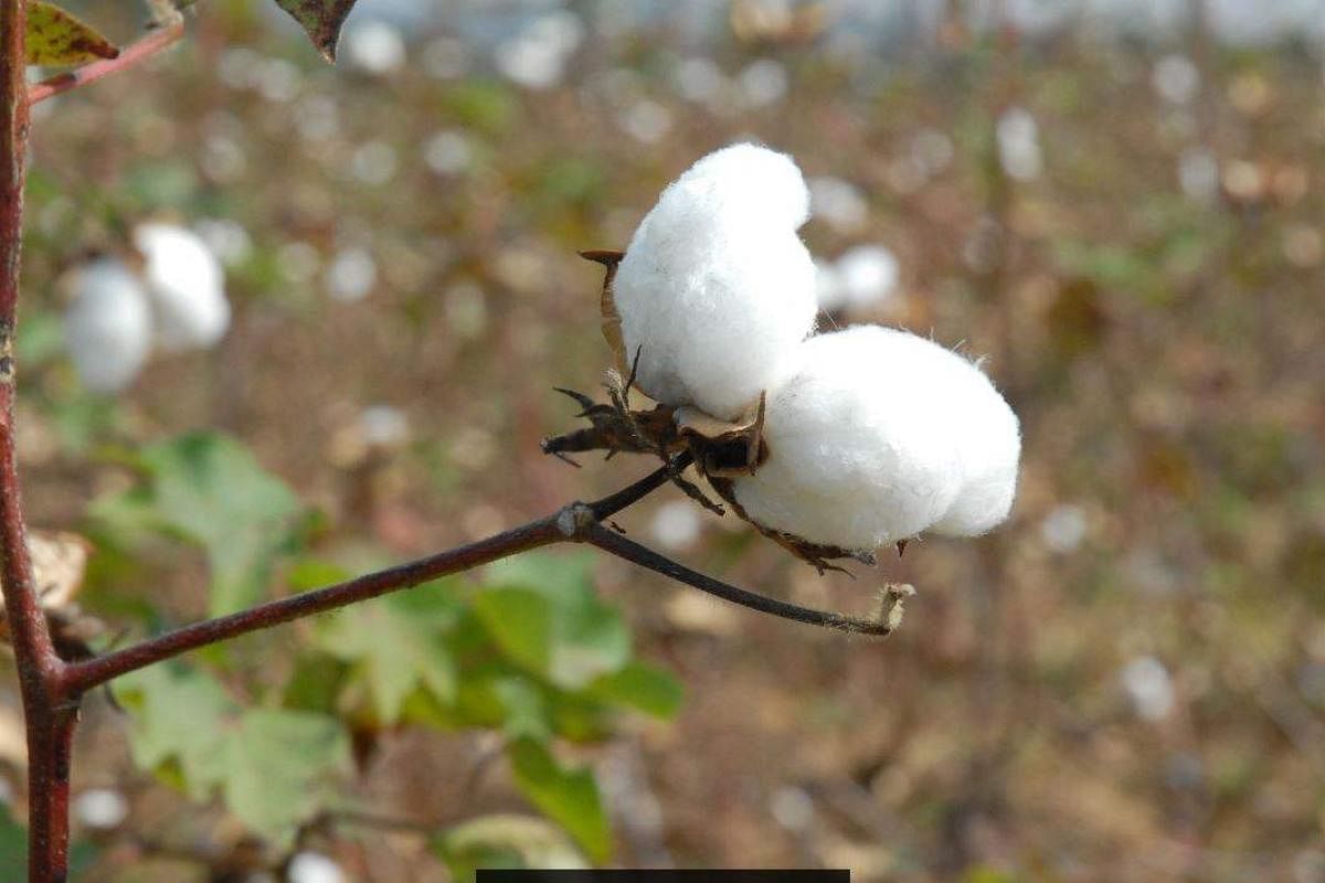 Cotton Price In Telangana